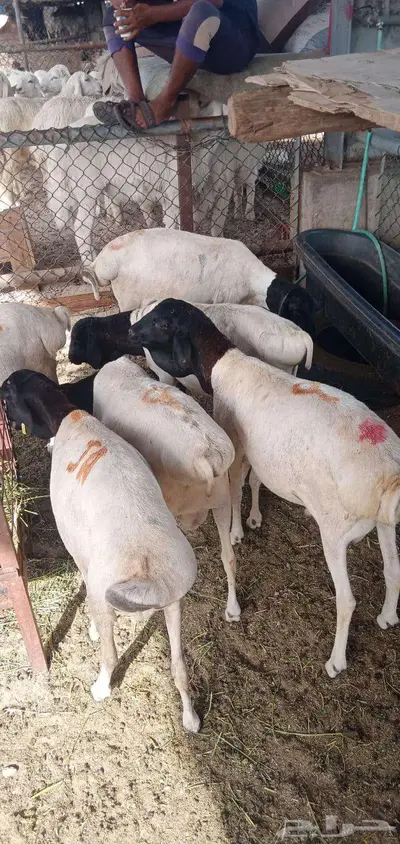 بربري مربي طعم طيب جدا 6