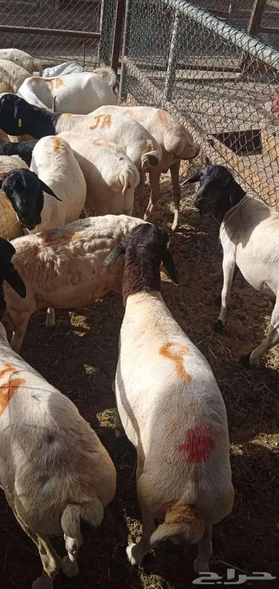 بربري مربي طعم طيب جدا 12