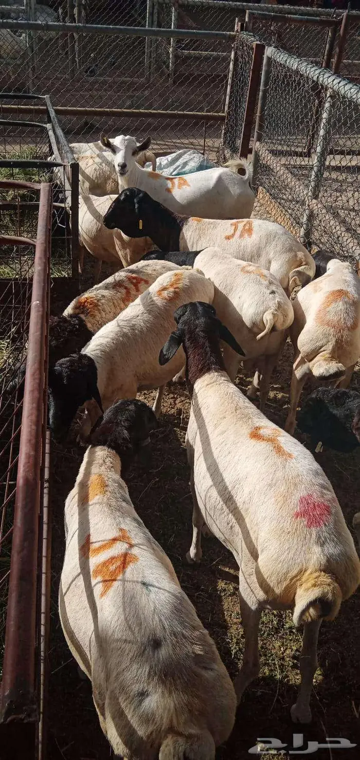 بربري مربي طعم طيب جدا 5