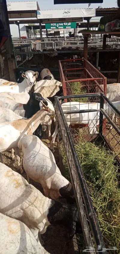 بربري مربي طعم طيب جدا 10