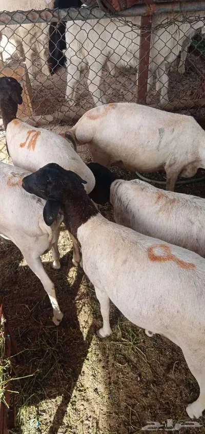 بربري مربي طعم طيب جدا 2