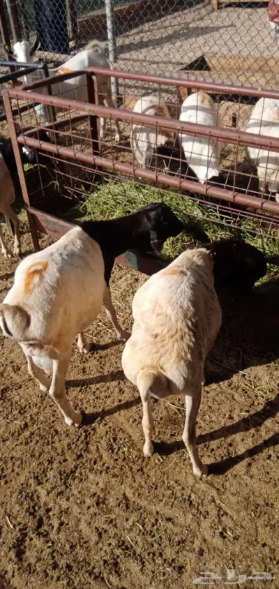 بربري مربي طعم طيب جدا 0