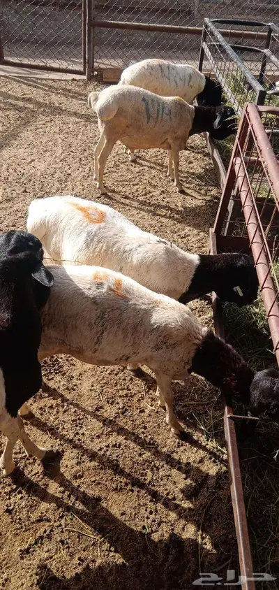 بربري مربي طعم طيب جدا 3