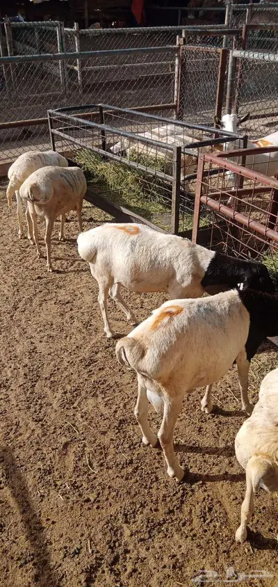 بربري مربي طعم طيب جدا 4