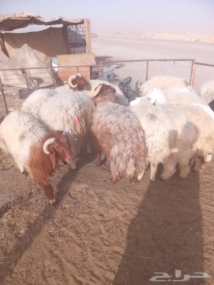نعيمي يجمل وطازج 3
