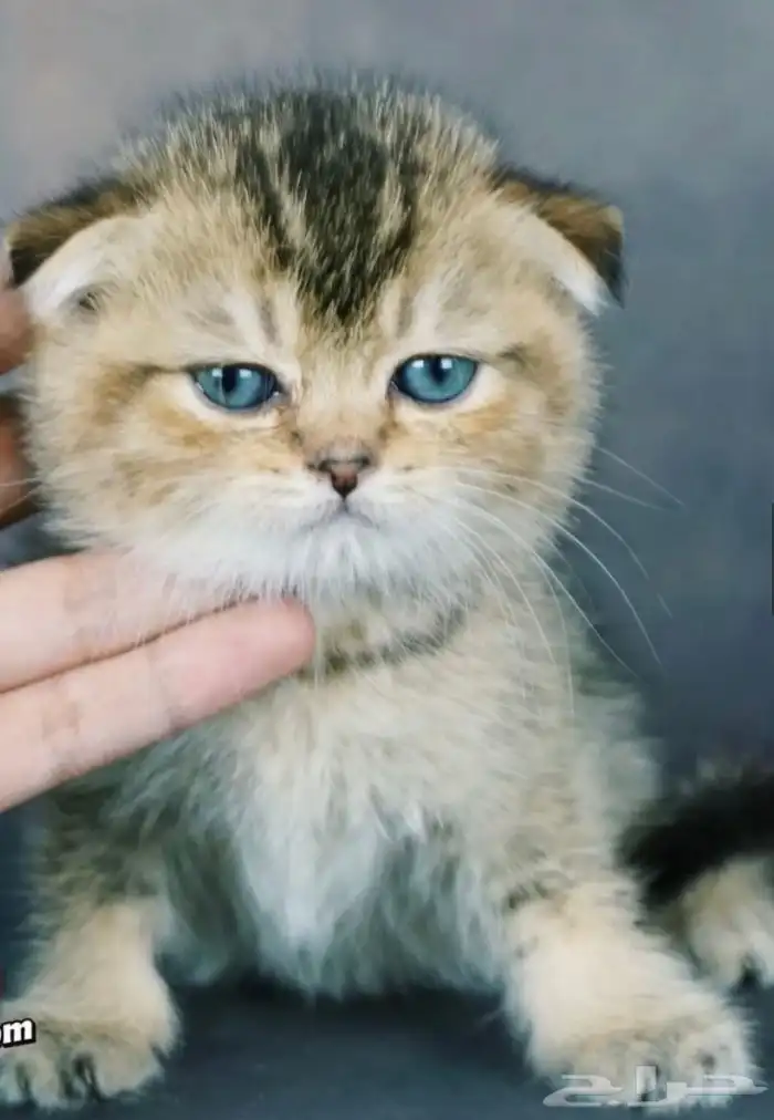 قطط سكوتش كيتن 4