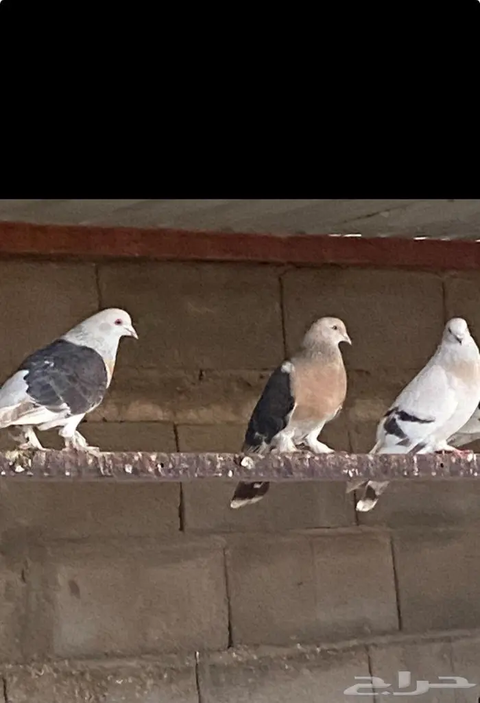 عشة حمام تركي 0