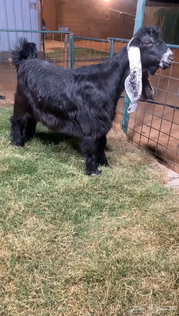 فحل عارضي جذع خصم الخصمم(( تم البيع )) 0