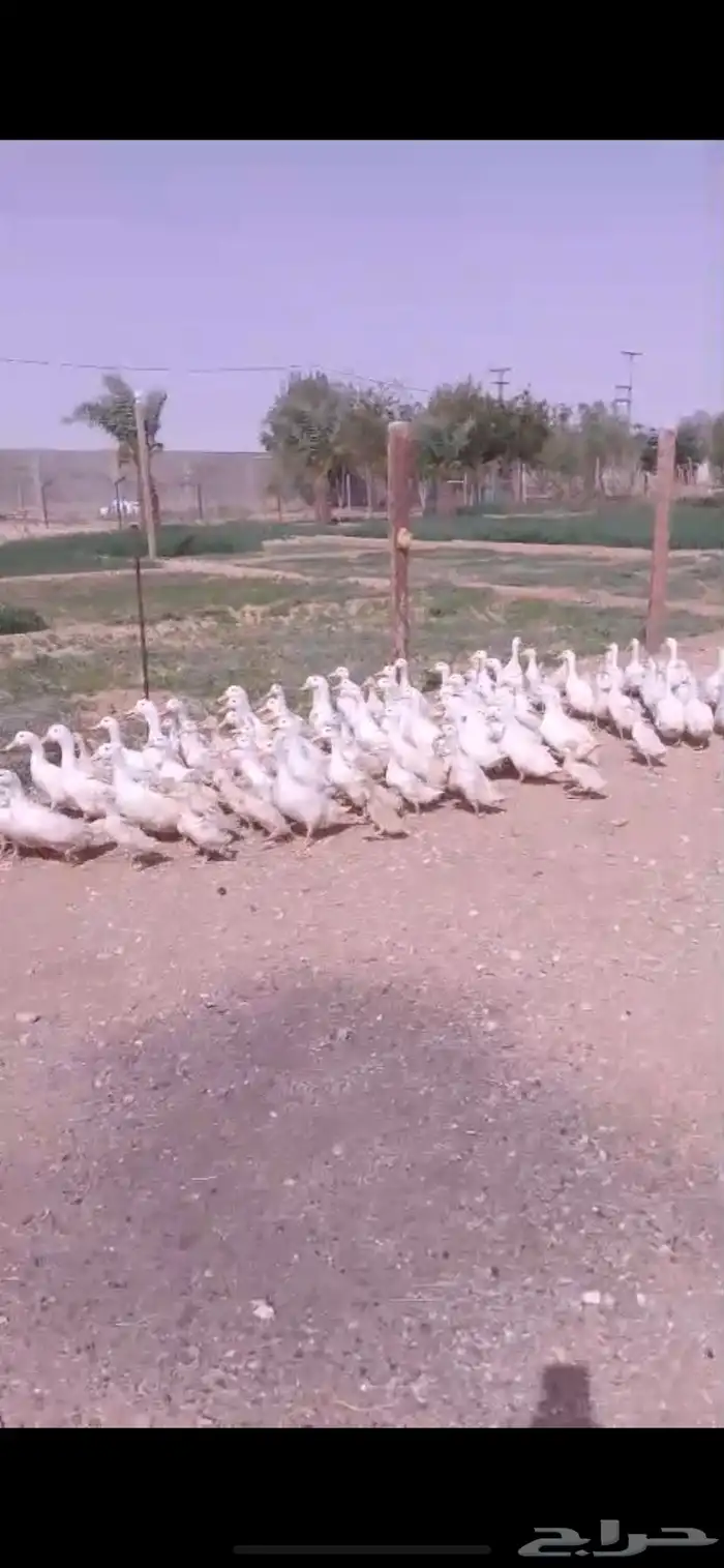 بط بكيني 0
