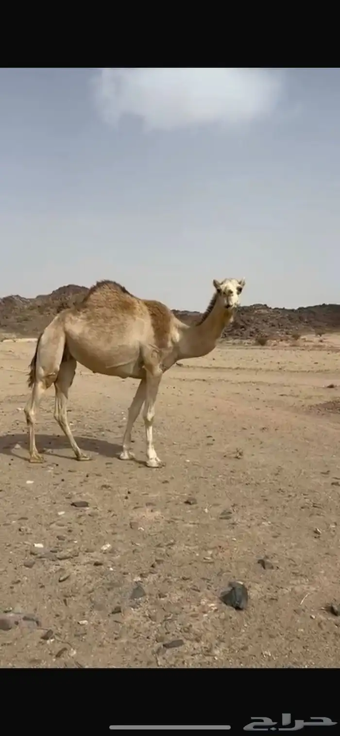 ناقه حايل 0