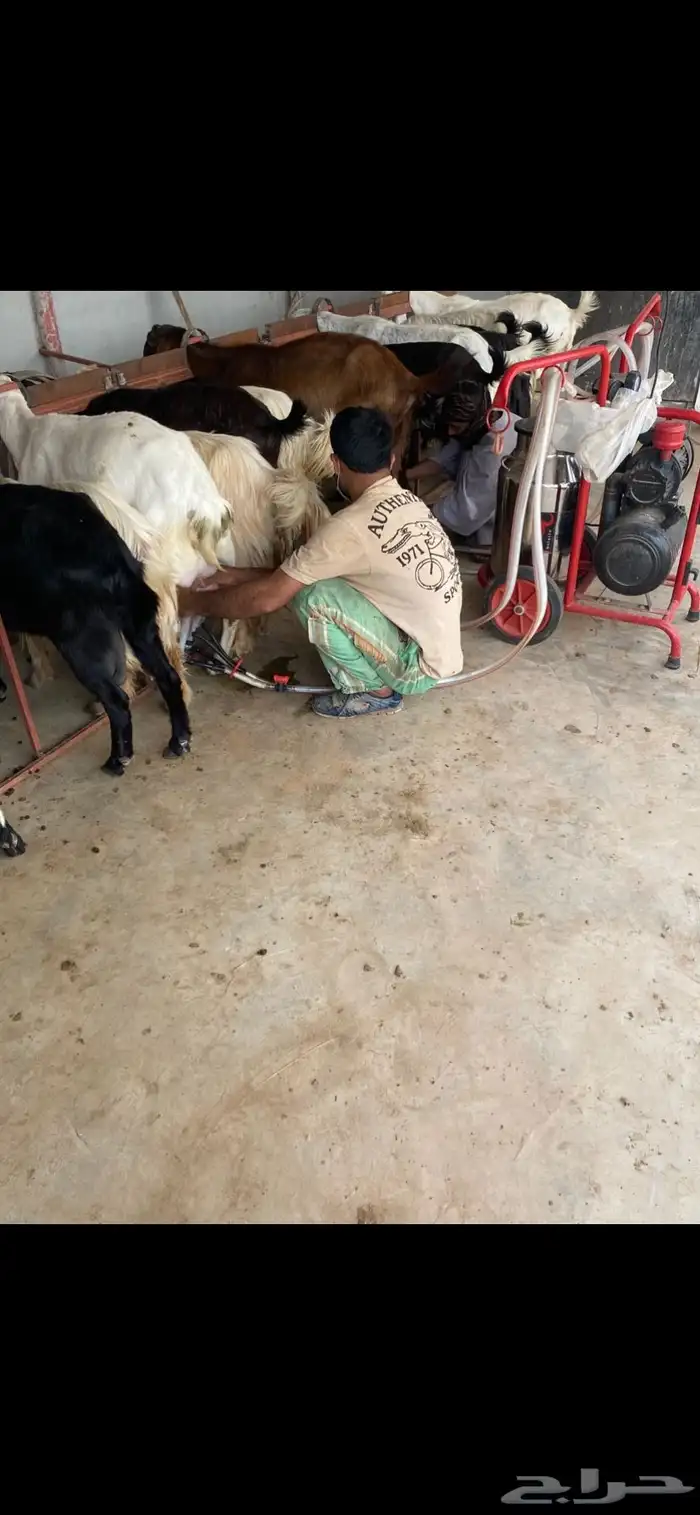 حليب ماعز 0