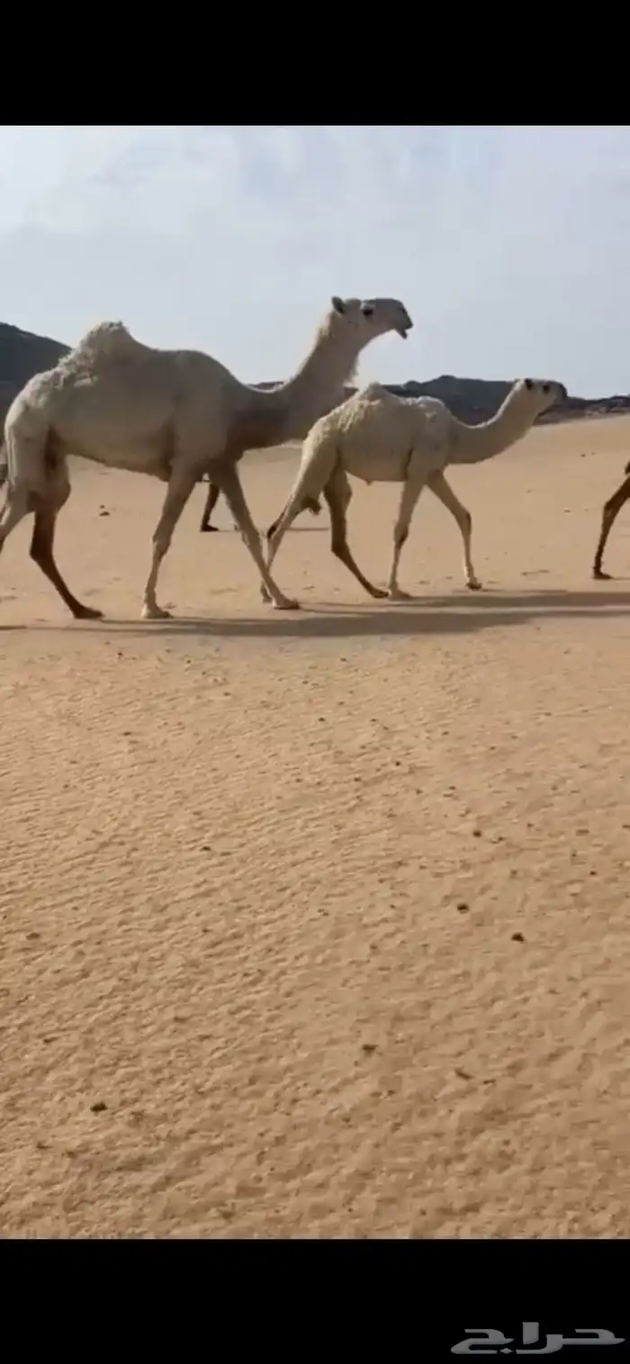 البيع عشرا كفوو 1