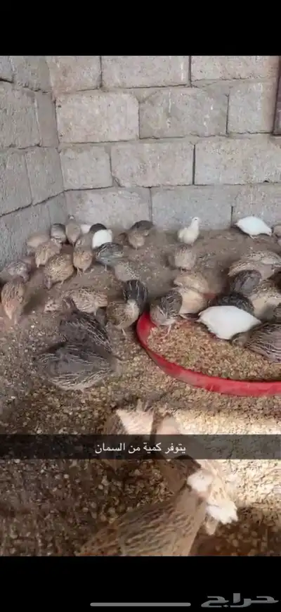 يوجد طيور وارانب مسلوخة جاهزة 1