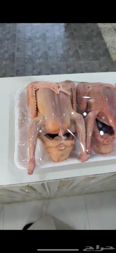 يوجد طيور وارانب مسلوخة جاهزة 2