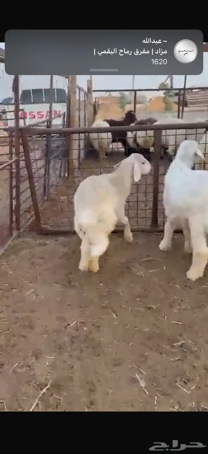 حريات للبيع 1