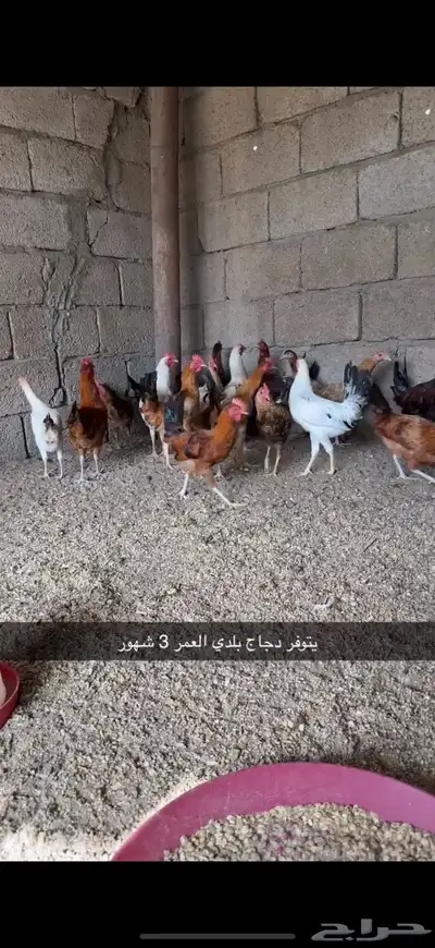 يوجد طيور وارانب مسلوخة جاهزة 0