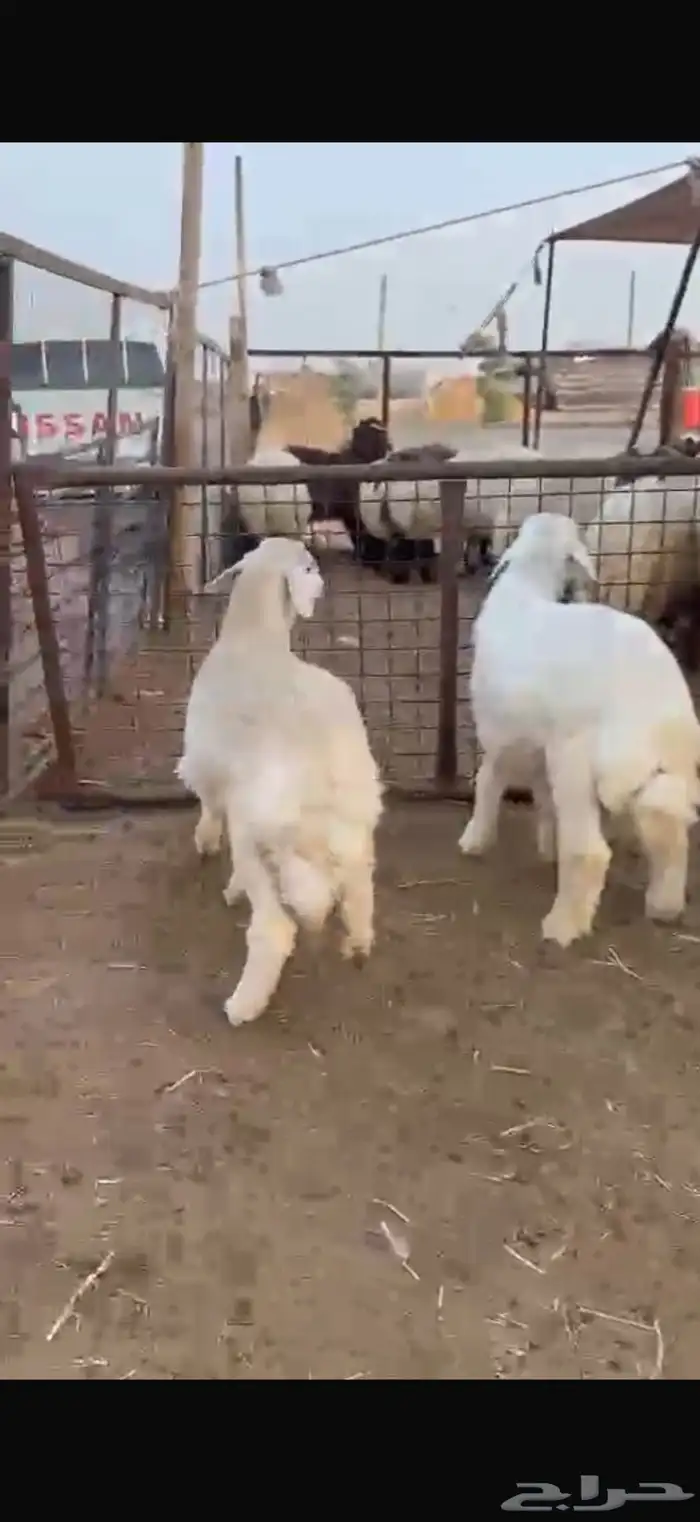 حريات للبيع 0