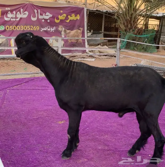 فحل شامي فاخر 0
