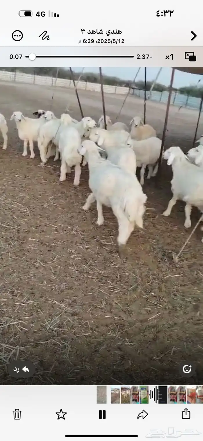 طليان ضحايا 0