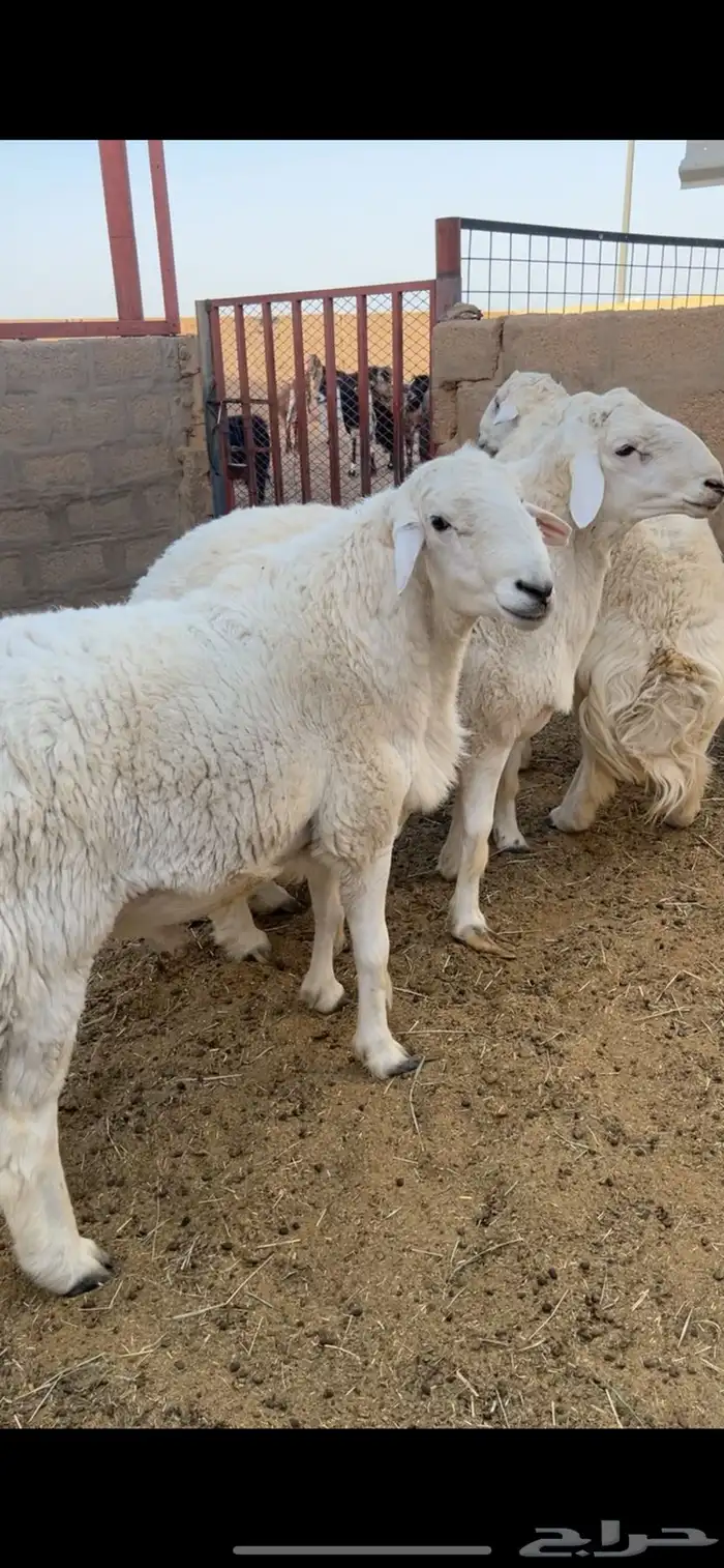 خرفان حريات 0