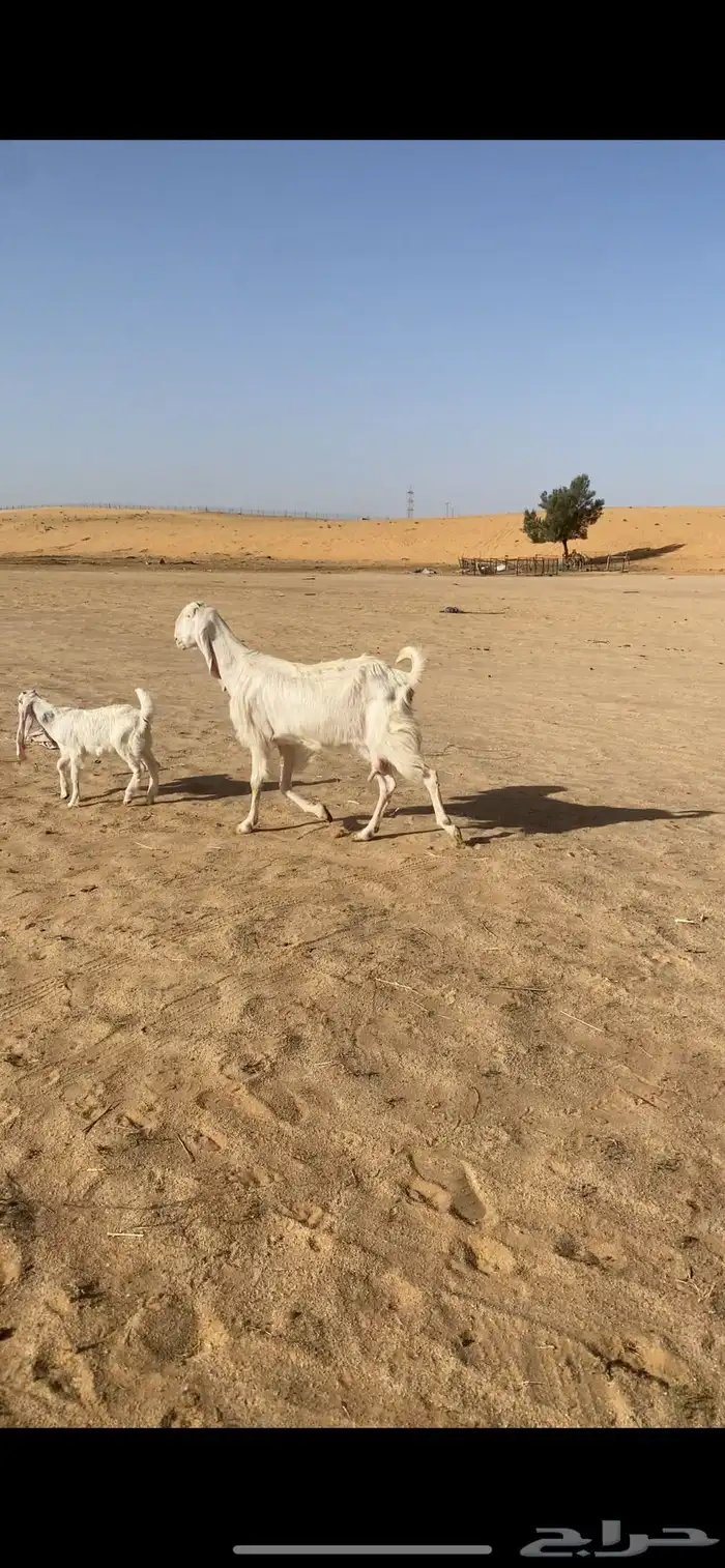 عنز تحتها جفرة 1