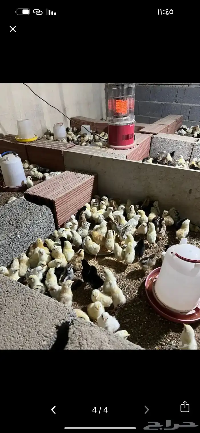 دجاج بلدي بياض شرط والصحة شرط 2