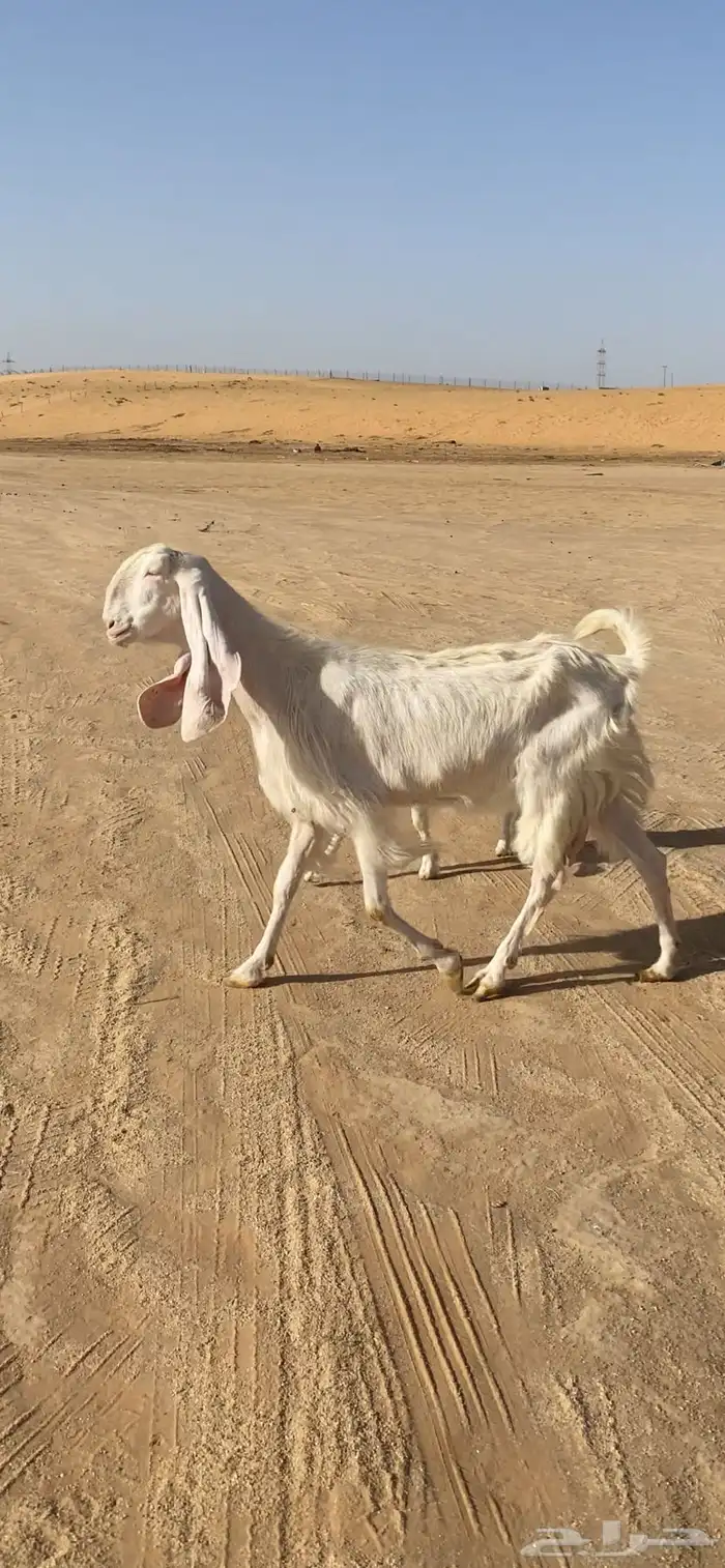 عنز تحتها جفرة 3