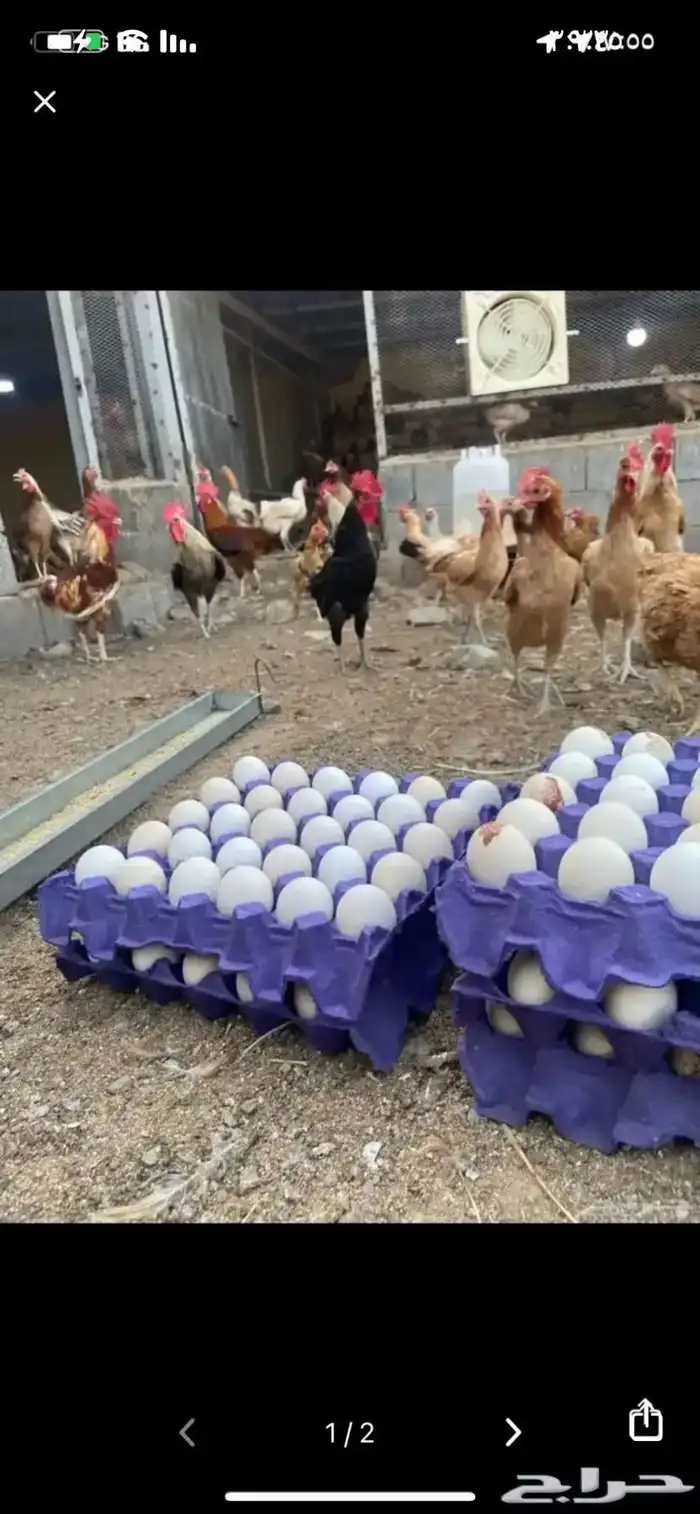 دجاج بلدي بياض شرط والصحة شرط 0