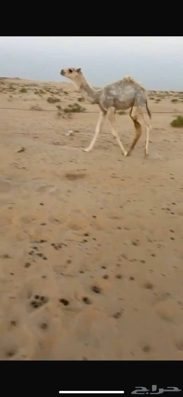 خلفة وضحى كفوو 3