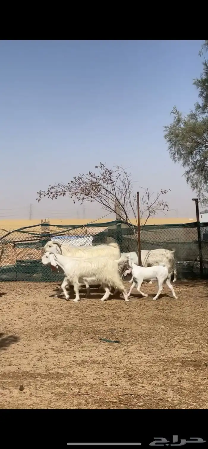 معزا مصريات بفحلها مواليد وضريع 4