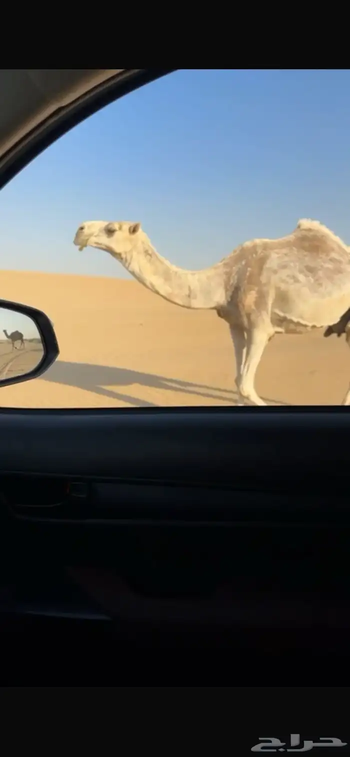 خلفة وضحى كفوو 1