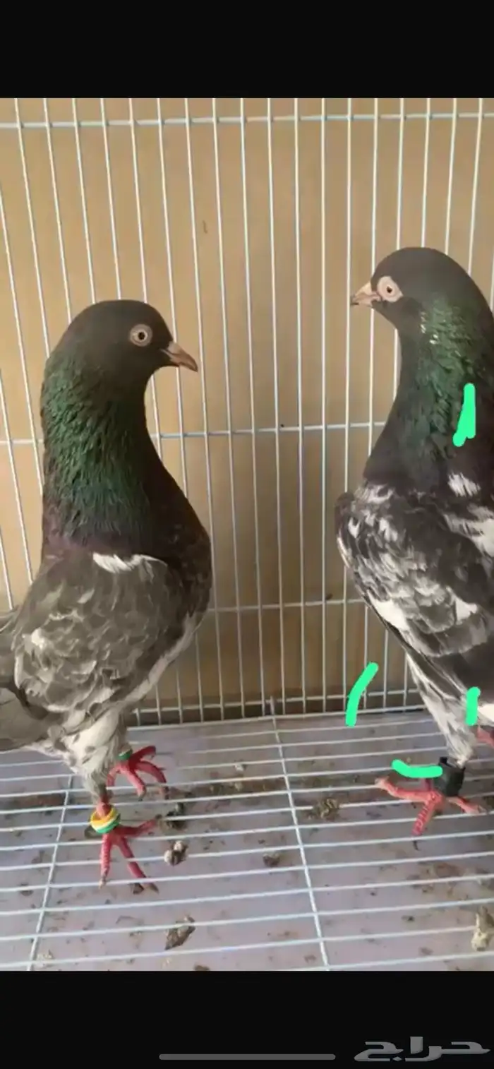 حمام بكستاني مفقود ذكر 4
