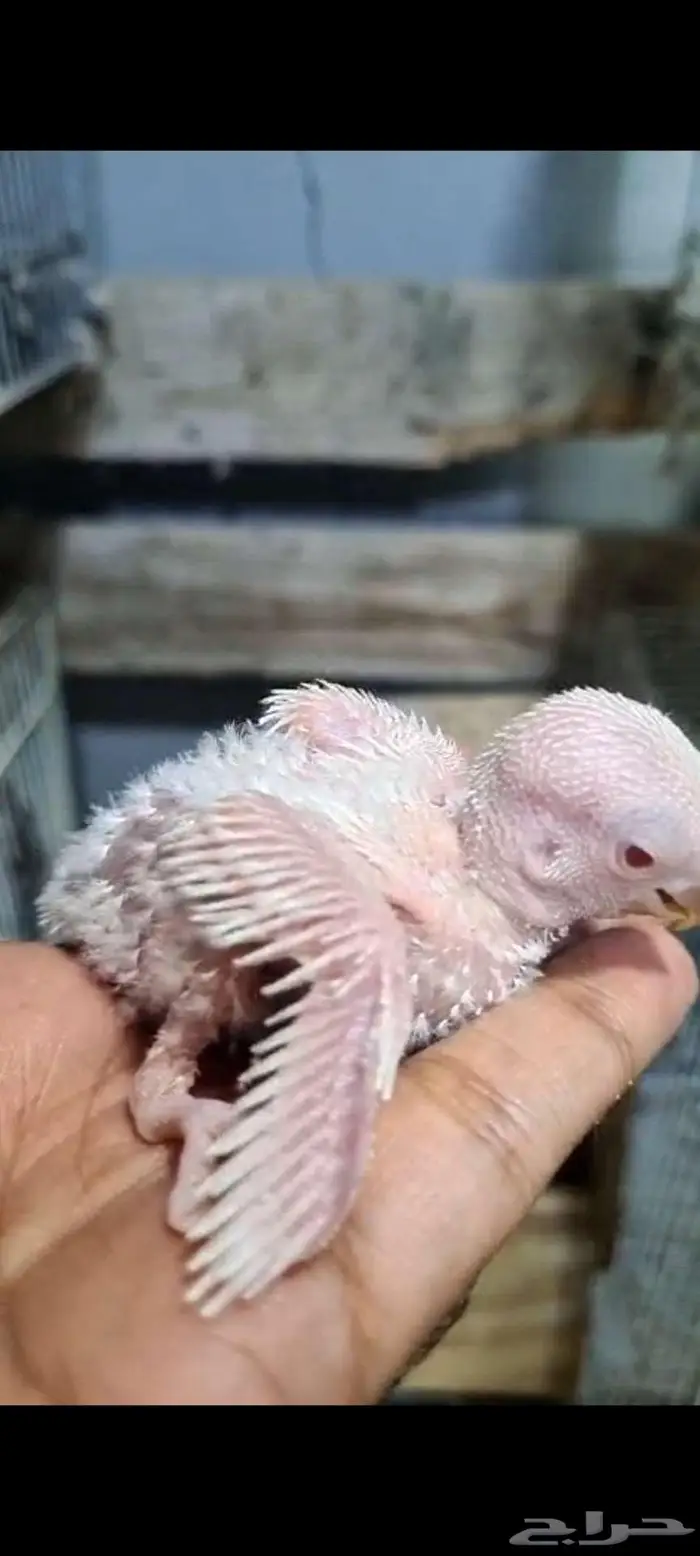 فروخ روز وفيشر 2