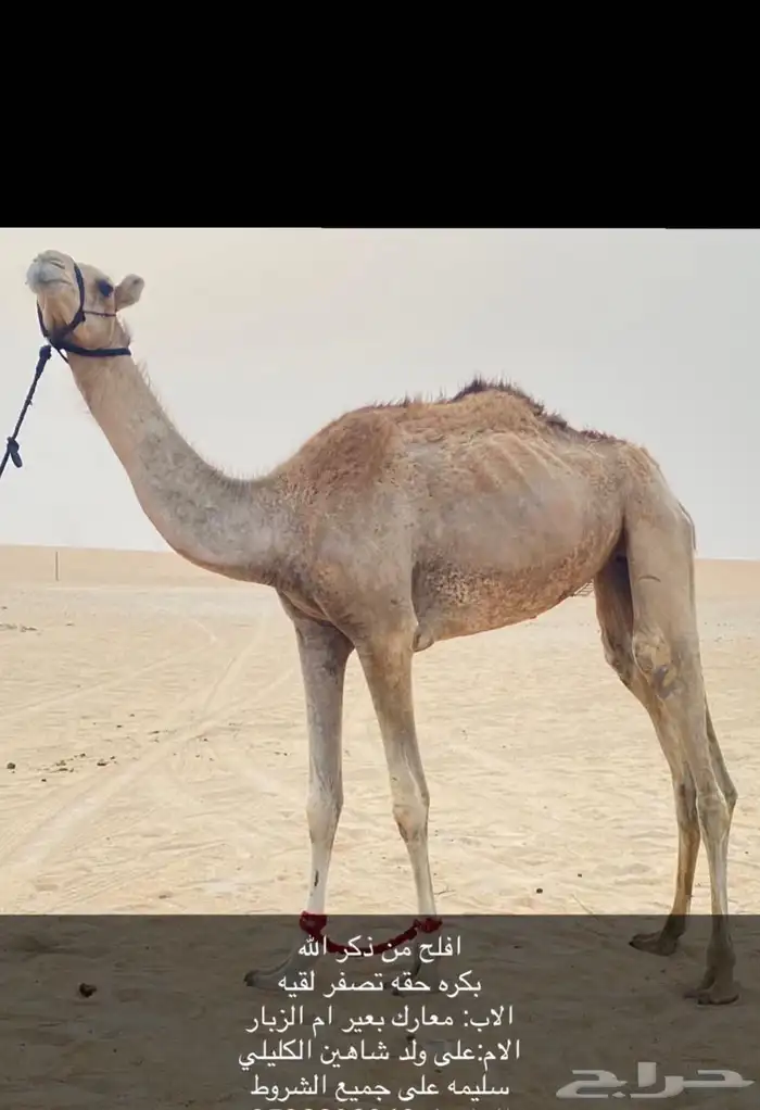 ابل 0