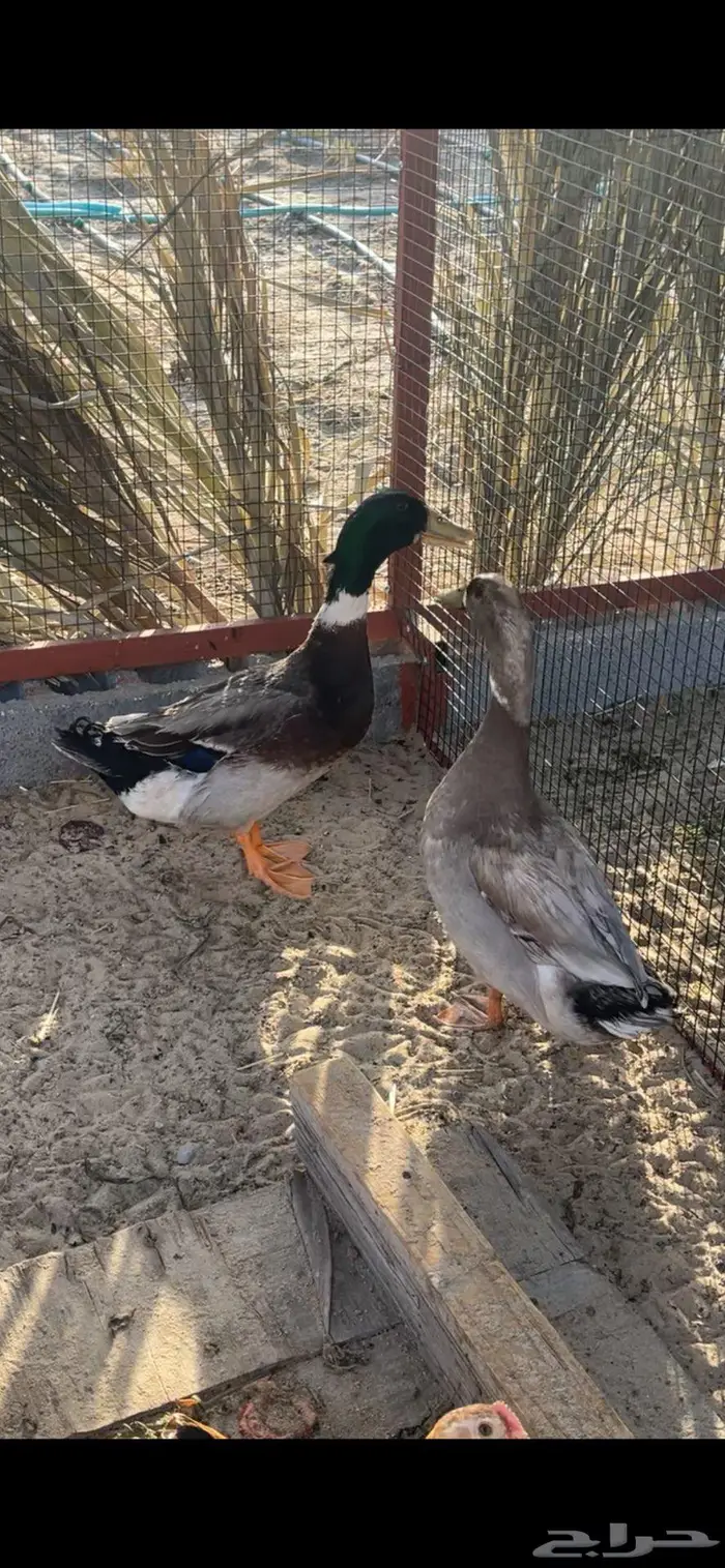 ذكور بط تم البيع 0