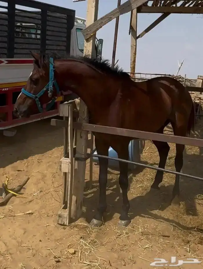 حصان جزيري شعبي كفو للبيع 1