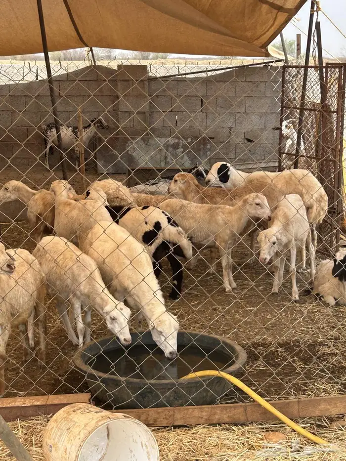 ذبائح خرفان بلدي بالتقسيط للبيع 0