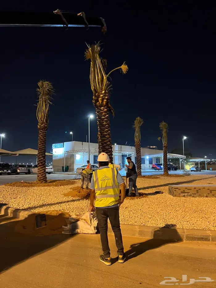 نخيل مثمر عربي مقاسات مختلفة 5