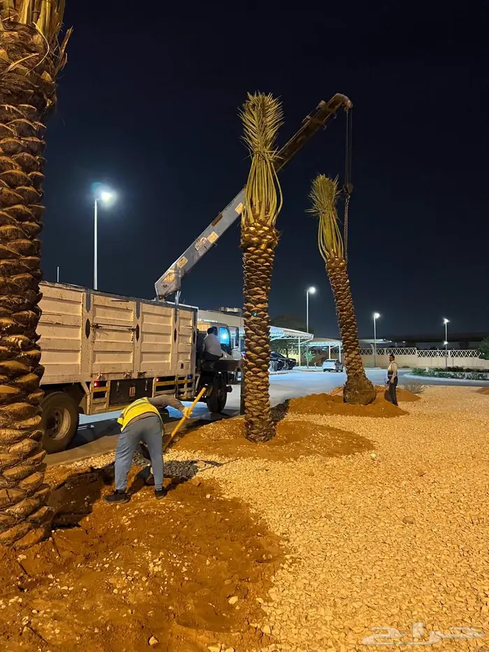 نخيل مثمر عربي مقاسات مختلفة 7