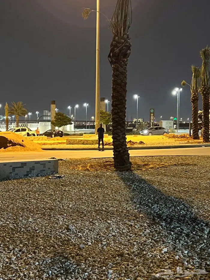 نخيل مثمر عربي مقاسات مختلفة 4