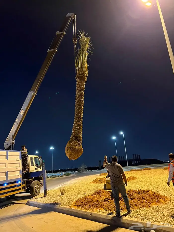 نخيل مثمر عربي مقاسات مختلفة 9