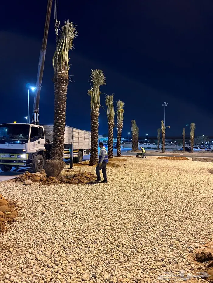 نخيل مثمر عربي مقاسات مختلفة 0