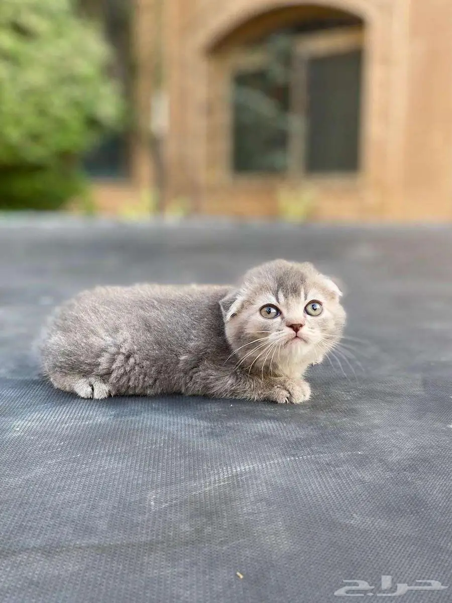 سكوتش فولد مطعمين للبيع .لايوجد تبني 7