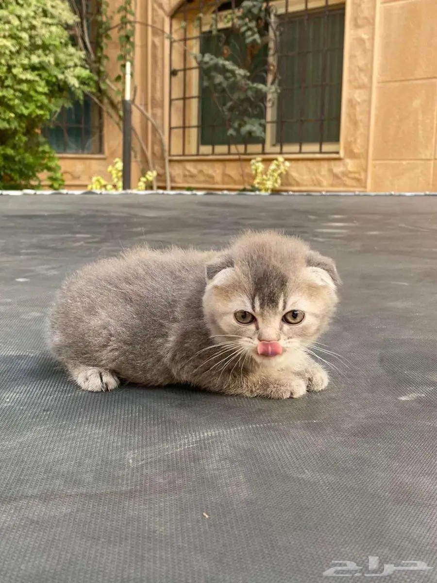 سكوتش فولد مطعمين للبيع .لايوجد تبني 5