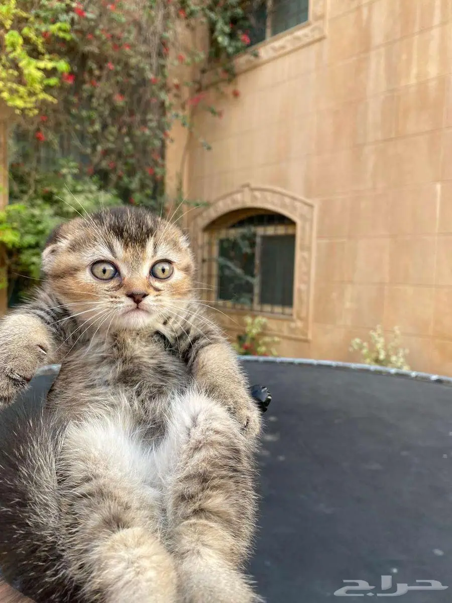 سكوتش فولد مطعمين للبيع .لايوجد تبني 3