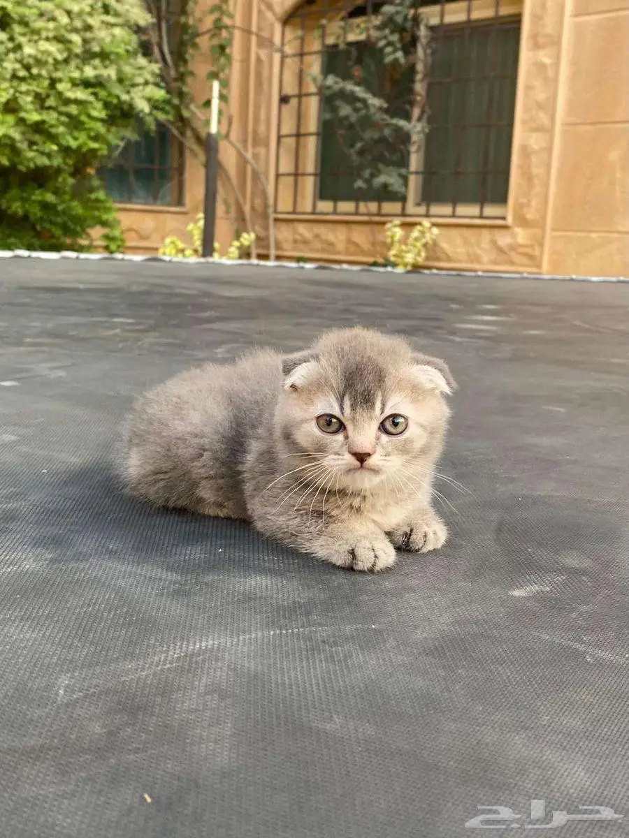 سكوتش فولد مطعمين للبيع .لايوجد تبني 1