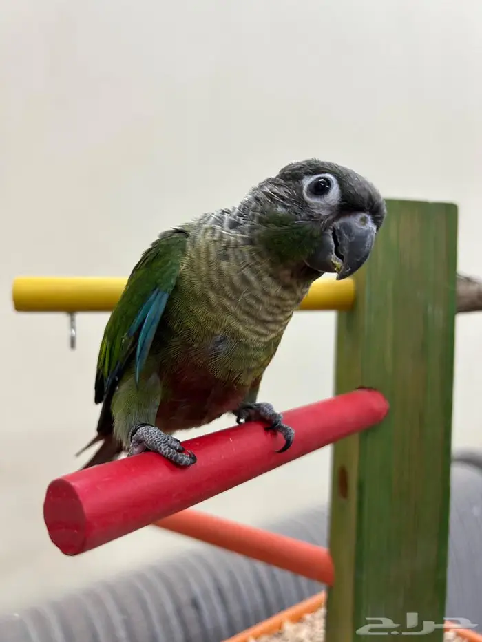 فروخ ببغاء كنيور روز بادجي هدد بداية هدد 5