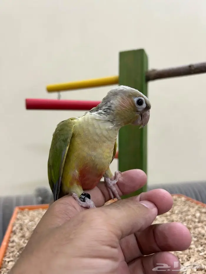 فروخ ببغاء كنيور روز بادجي هدد بداية هدد 6