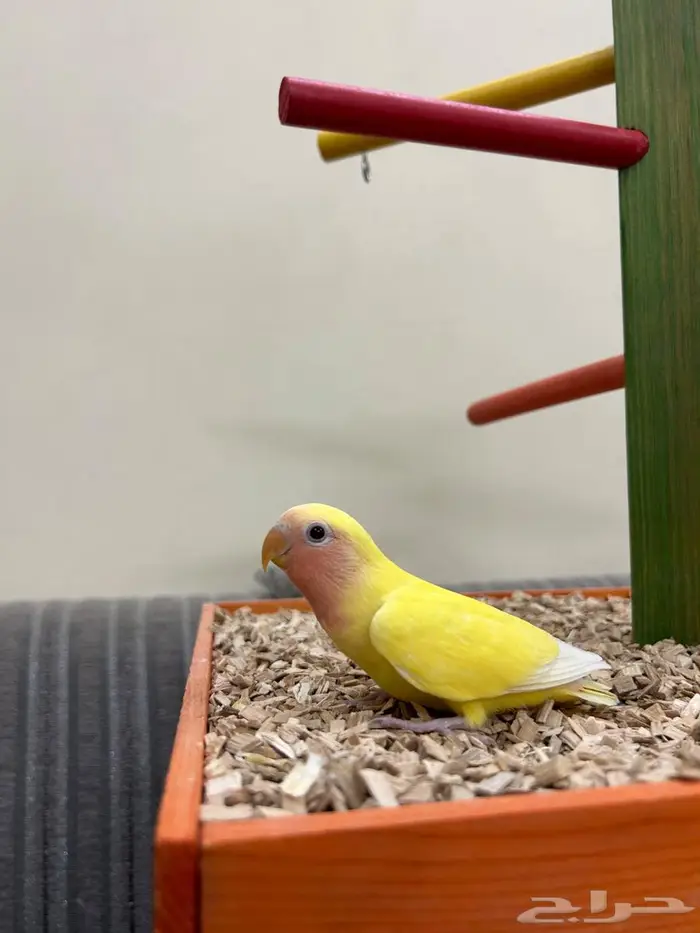 فروخ ببغاء كنيور روز بادجي هدد بداية هدد 10