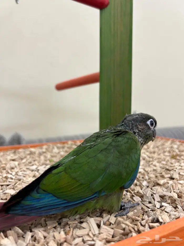 فروخ ببغاء كنيور روز بادجي هدد بداية هدد 11